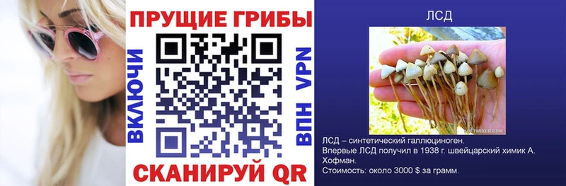 shop наркотические препараты  Хилок  Псилоцибиновые грибы Magic Shrooms  где можно купить наркотик 